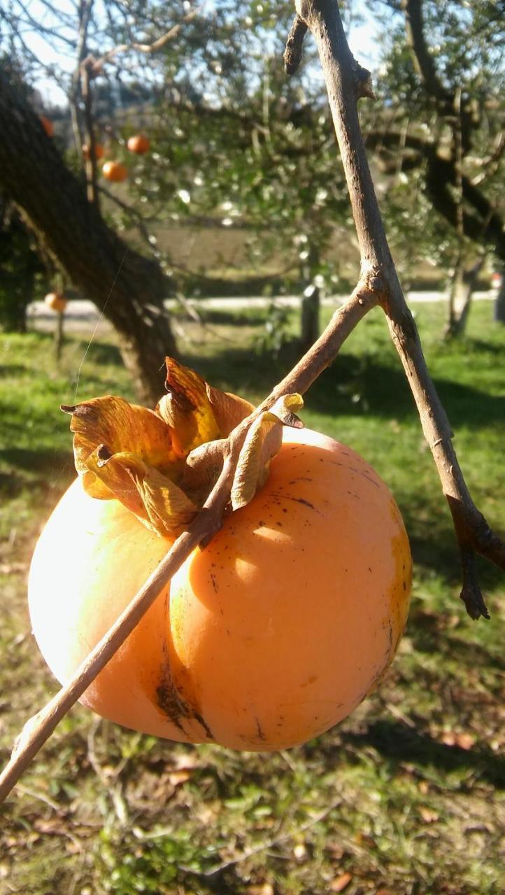 Agriturismo Il Bacucco Montecarotto 外观 照片